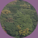 Akibare